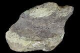 Unidentified Dinosaur Bone Section - Aguja Formation, Texas #116728-1